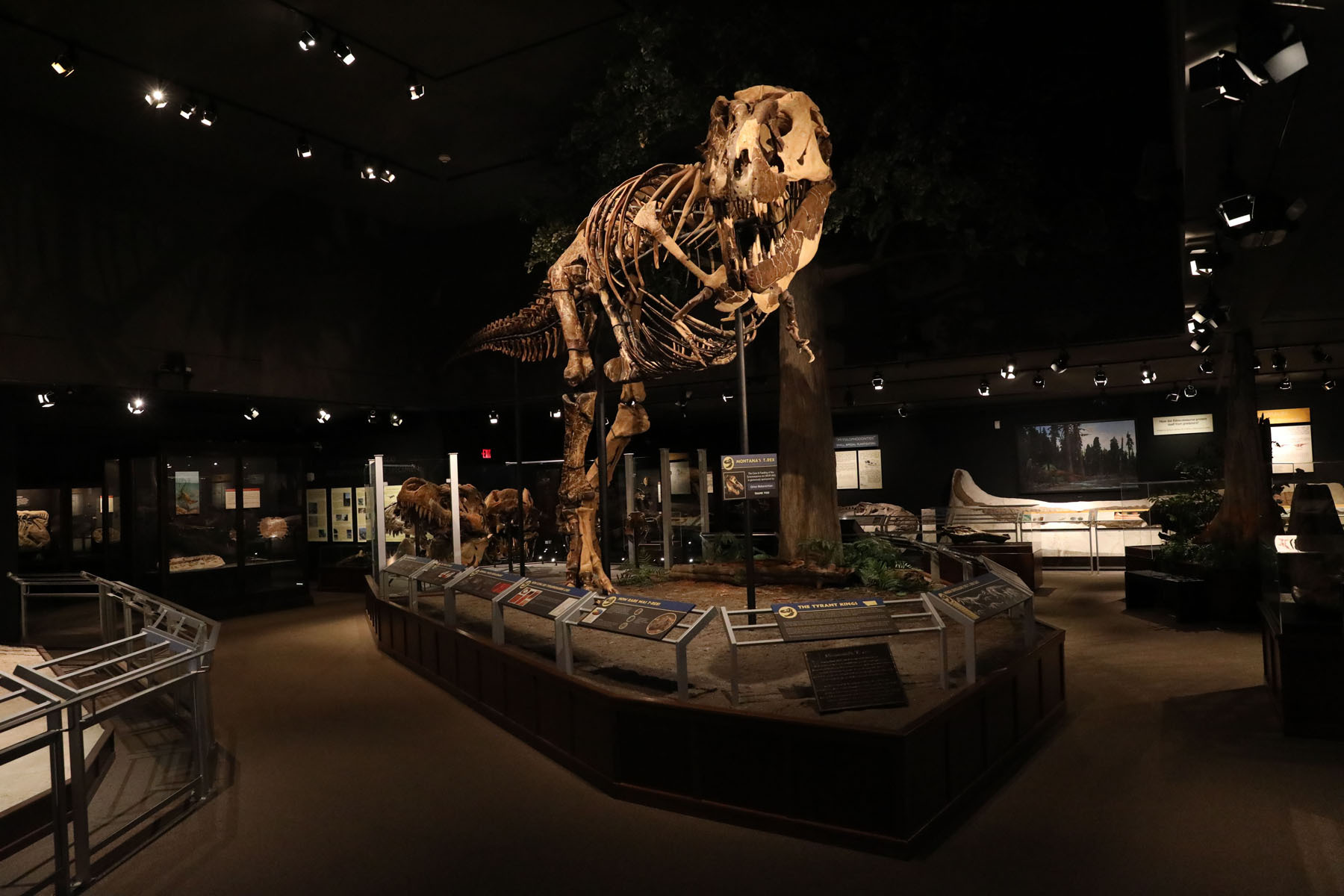 Museum of the Rockies