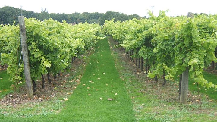 Biddenden Vineyards