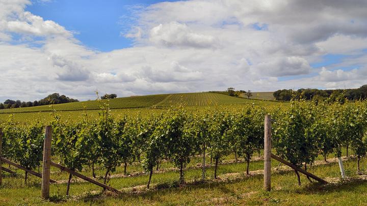 Exton Park Vineyard
