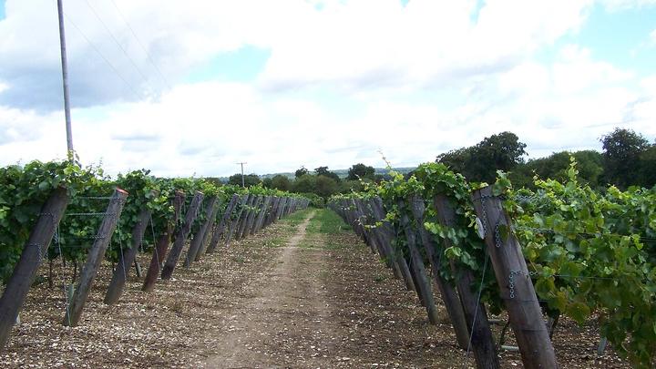 Hambledon Vineyard