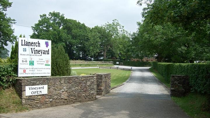 Llanerch Vineyard