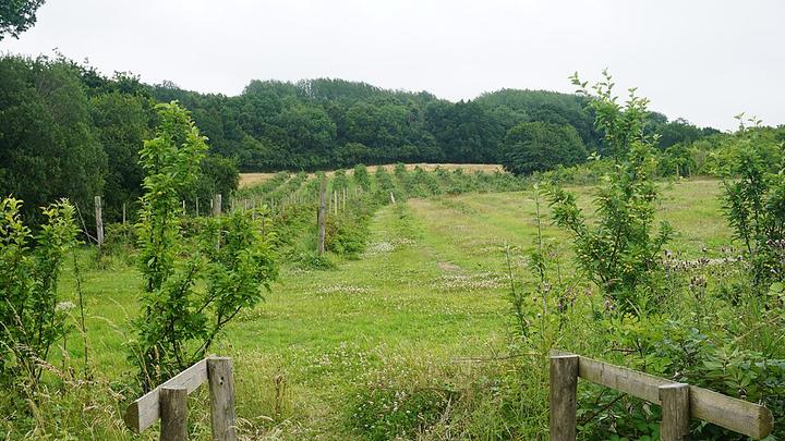 Hayles Fruit Farm