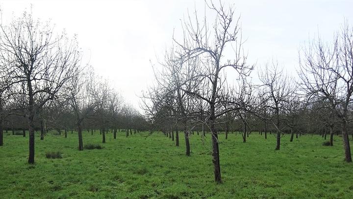 Rich's Cider