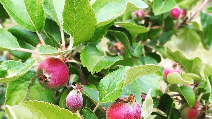 Polgoon Vineyard & Orchard