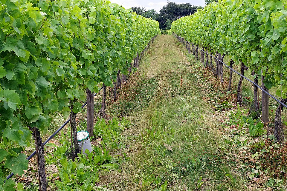 Woodchester Valley Vineyard