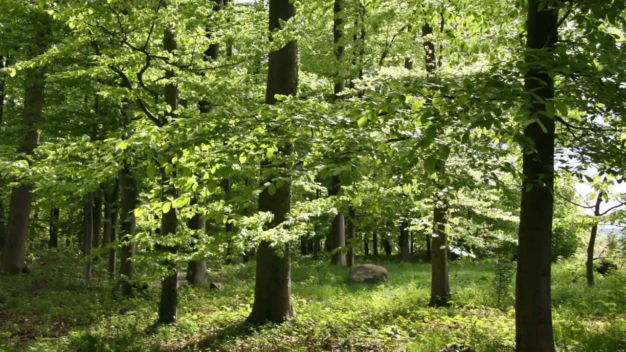 Bestattung Waldbegräbnis Gut Eckendorf