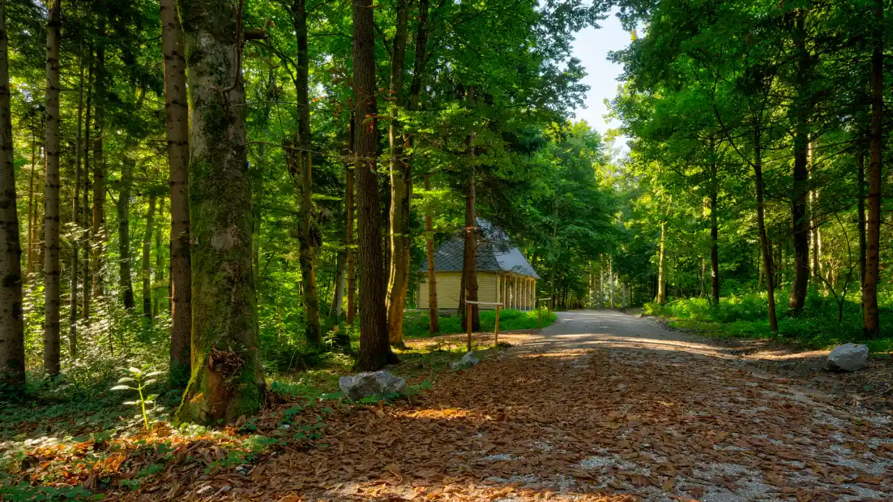 waldbestattung in der Waldruh Mammendorf