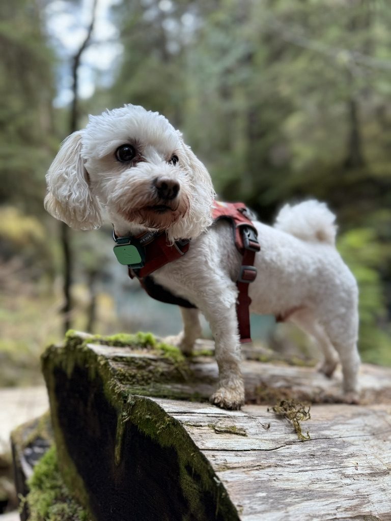Dante, a small white Morkie, standing on a mossy log in the forest
