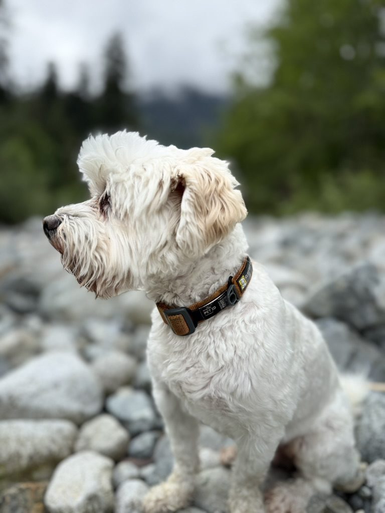 Dante sitting on river rocks