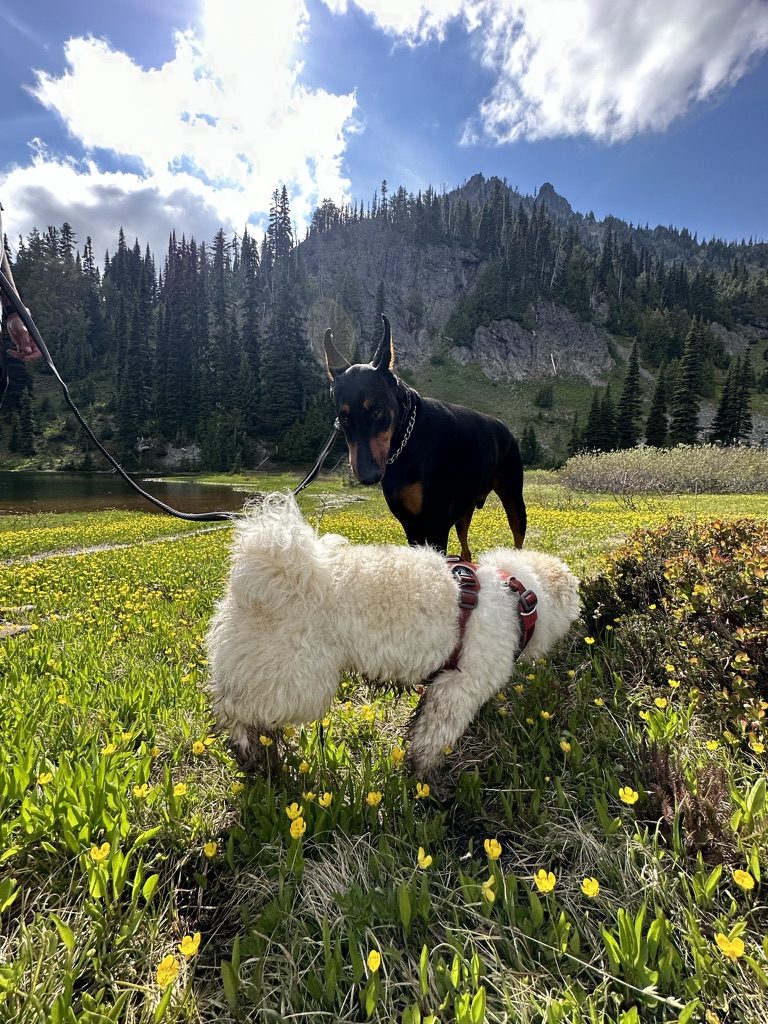 Dante and Chopper together in a mountain meadow