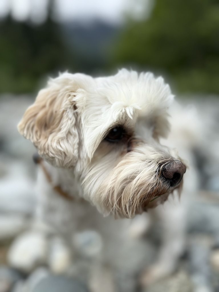 Close-up of Dante outdoors