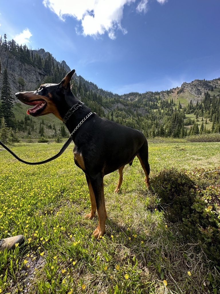 Chopper standing in a wildflower meadow below the mountains