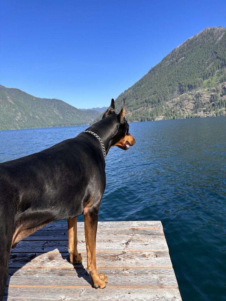 Chopper on a lake dock
