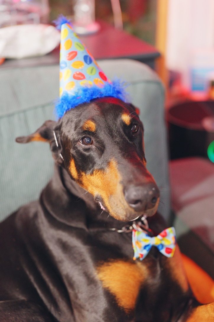 Chopper wearing a birthday party hat and bow tie