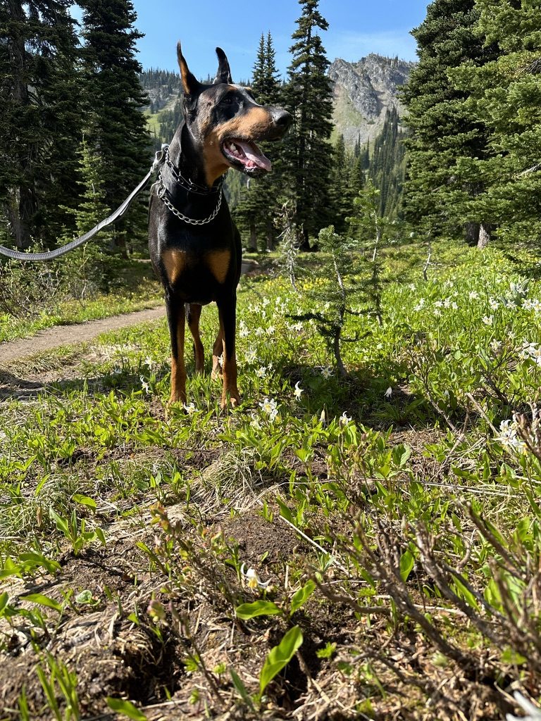 Chopper on a forest trail