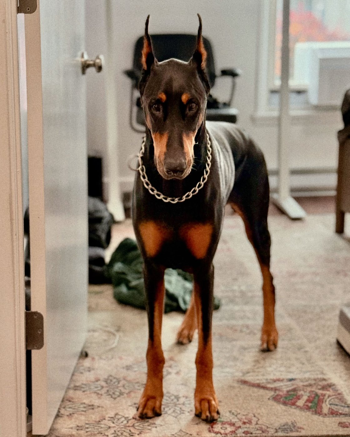 Chopper, a black and tan Doberman, standing alert in a doorway
