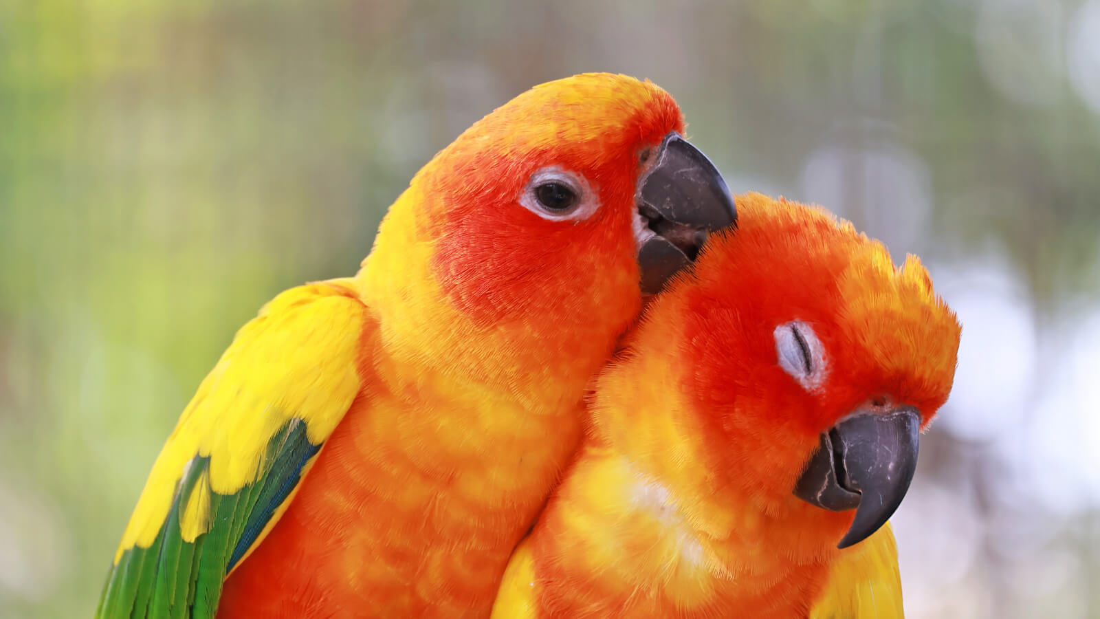 Healthy Bird Care Basics