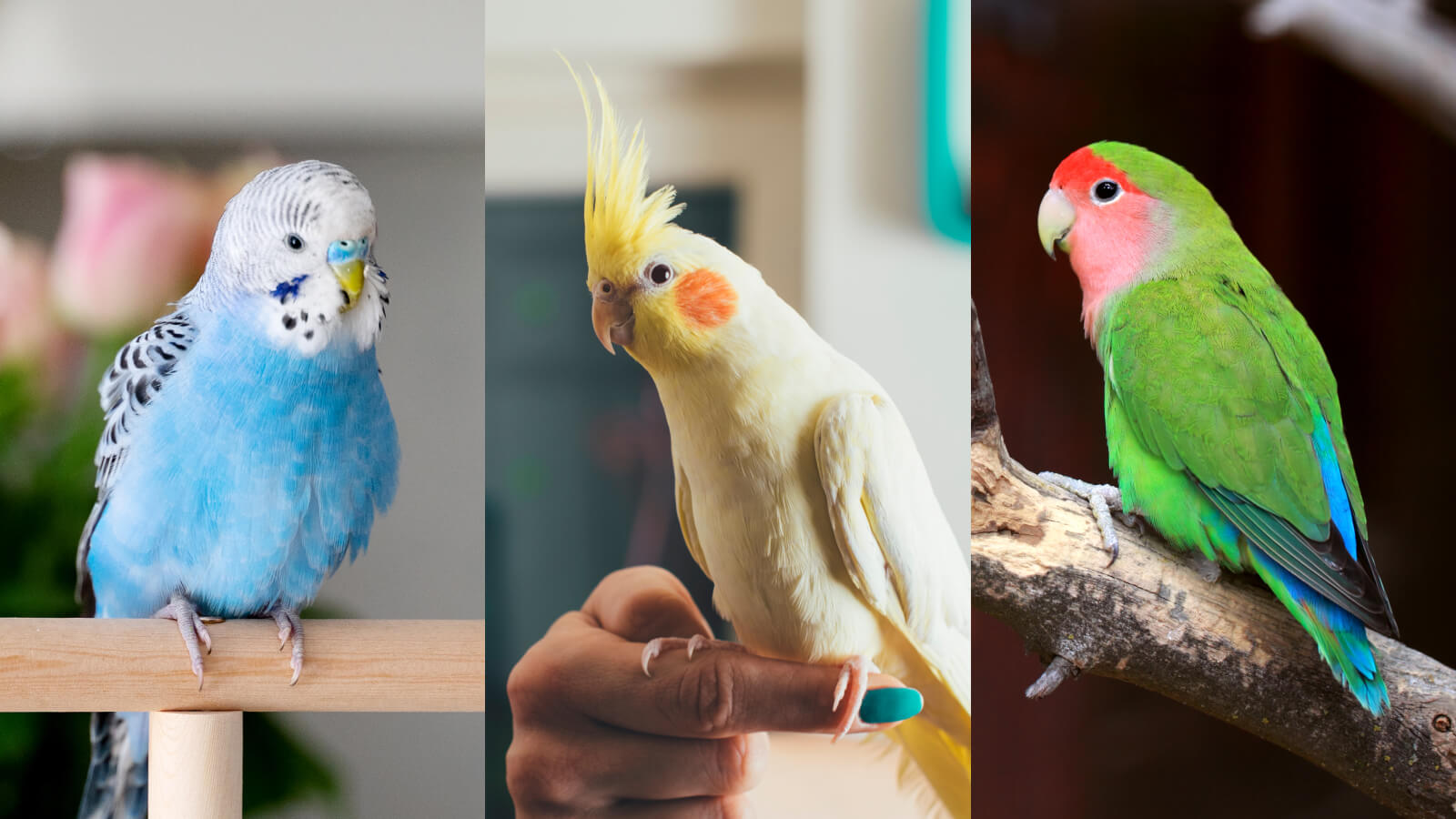 Choosing the Right Bird