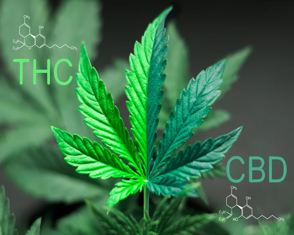 Cannabisblatt mit chemischen Formeln und Beschriftungen zu THC und CBD – Symbolbild für das CBD:THC Verhältnis