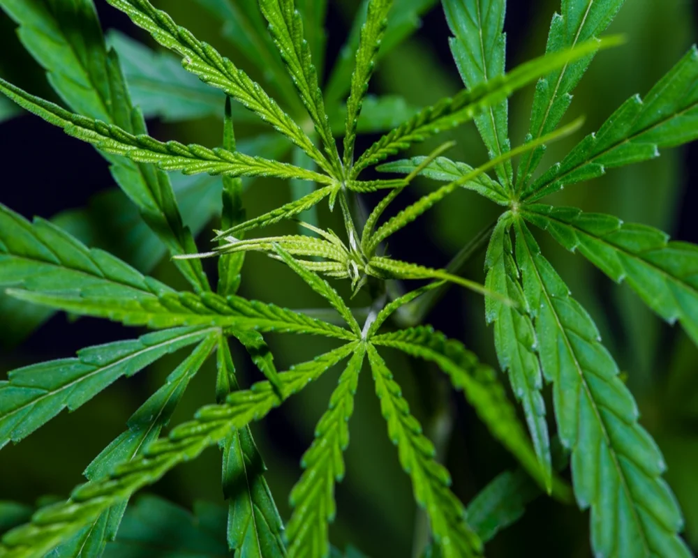 Nahaufnahme grüner Hanfblätter – Symbolbild für synthetische Cannabinoide im Vergleich zur natürlichen Cannabispflanze