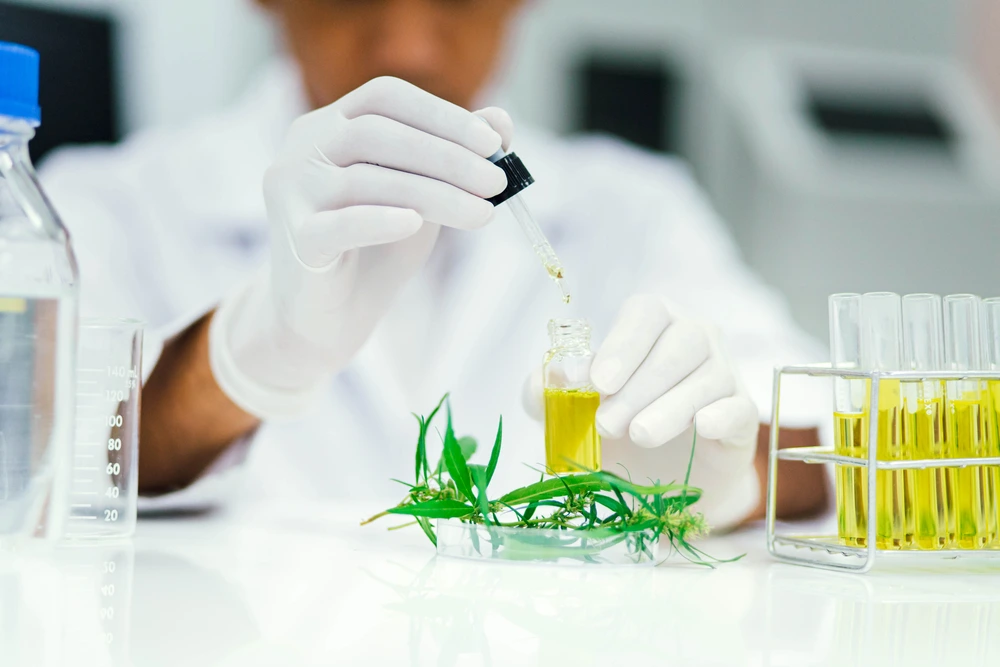 Wissenschaftler misst THC Gehalt von Cannabisöl im Labor mit Pipette und Reagenzgläsern