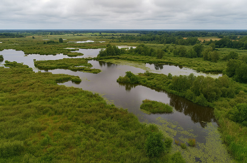 Übersicht Moor mit Wasser und Moorpflanzen