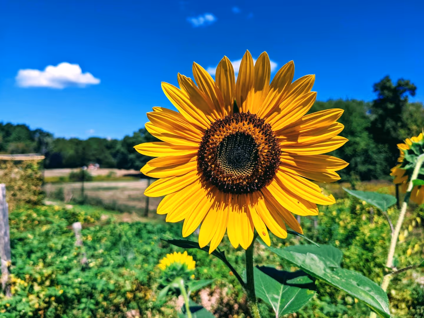 A photo of a sunflower from the Rolling Ridge Giving Garden