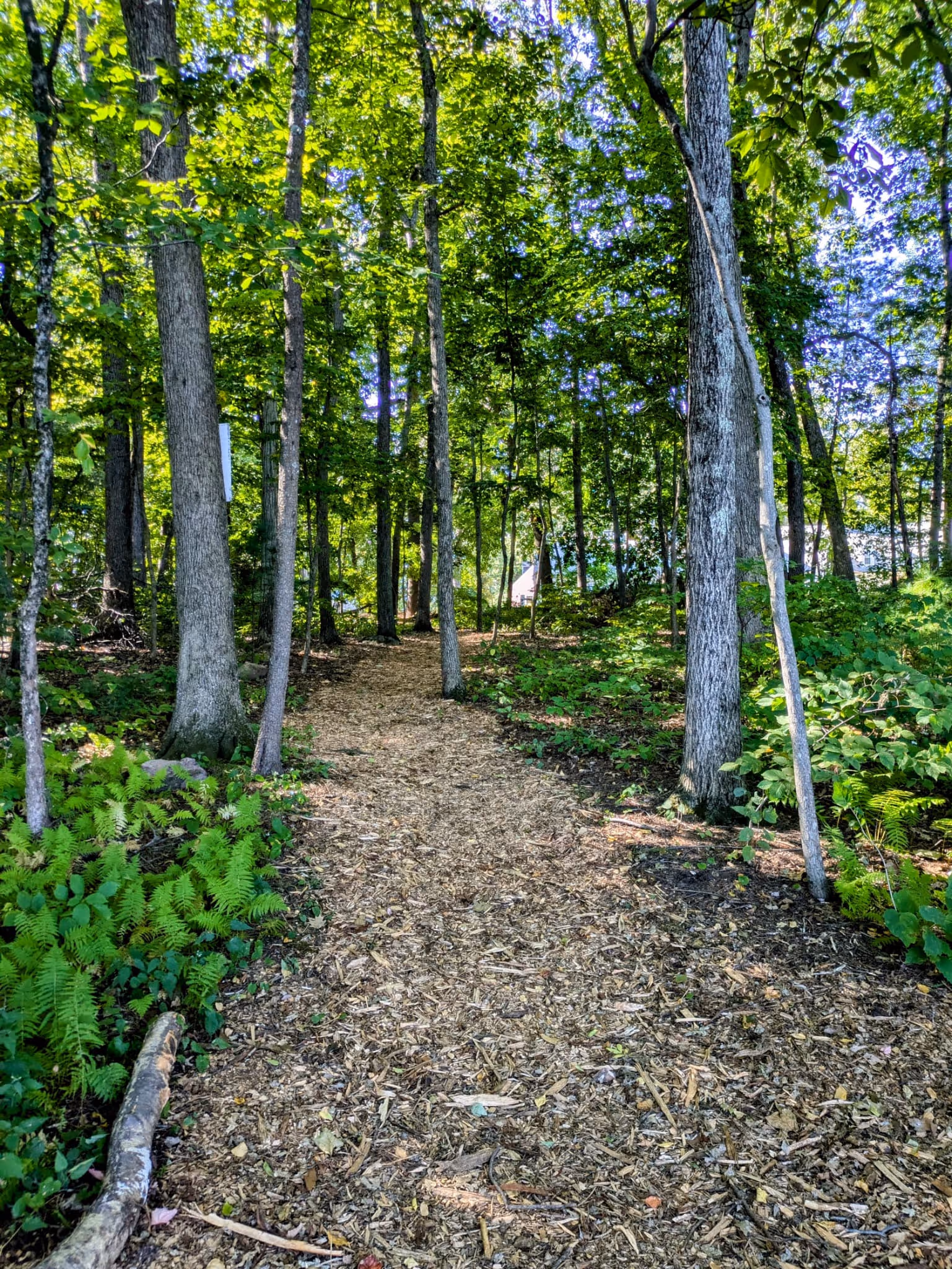 Walking trail near Point of Pines