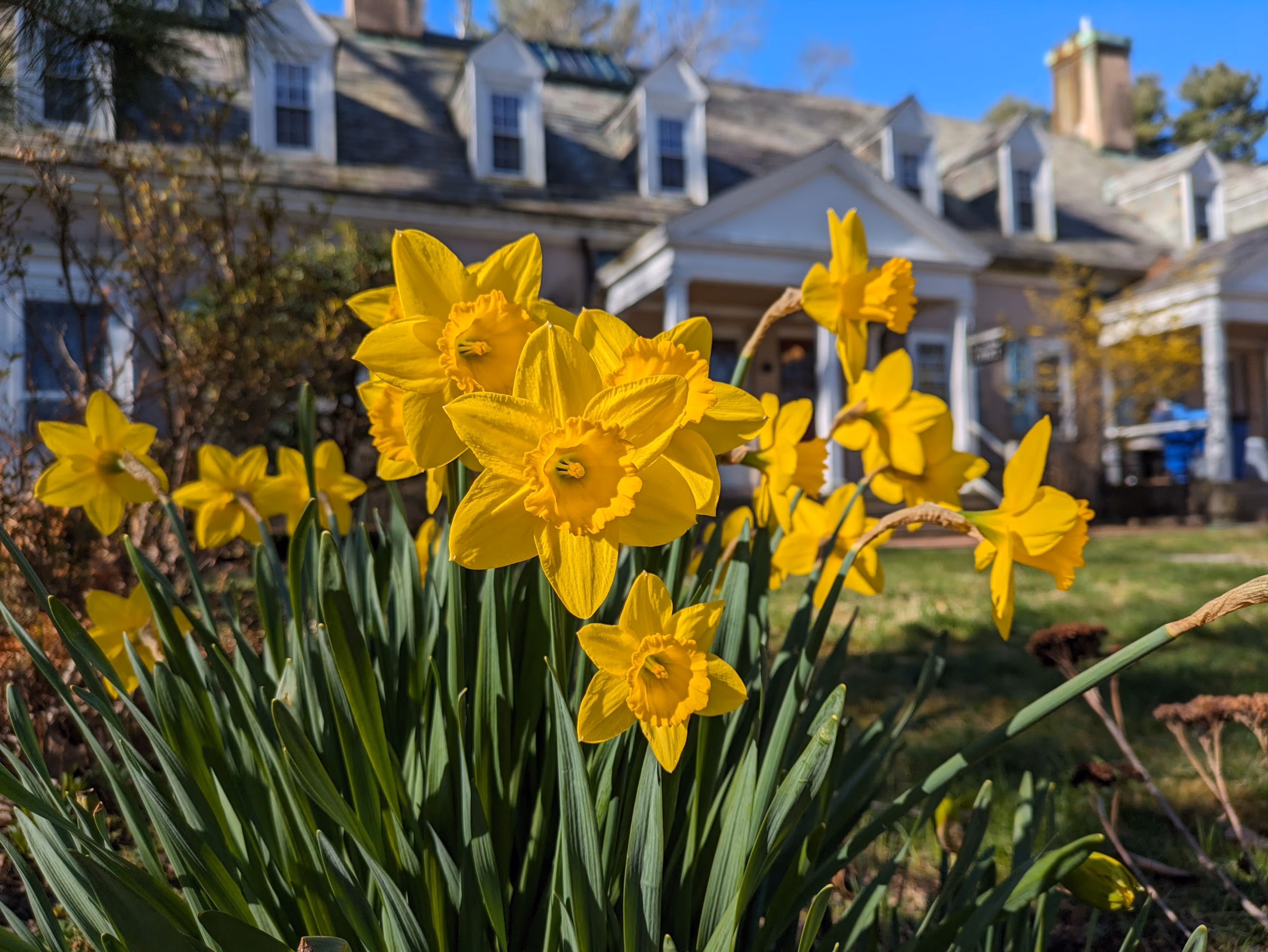 Rolling Ridge Grounds - Back of House Daffodils 