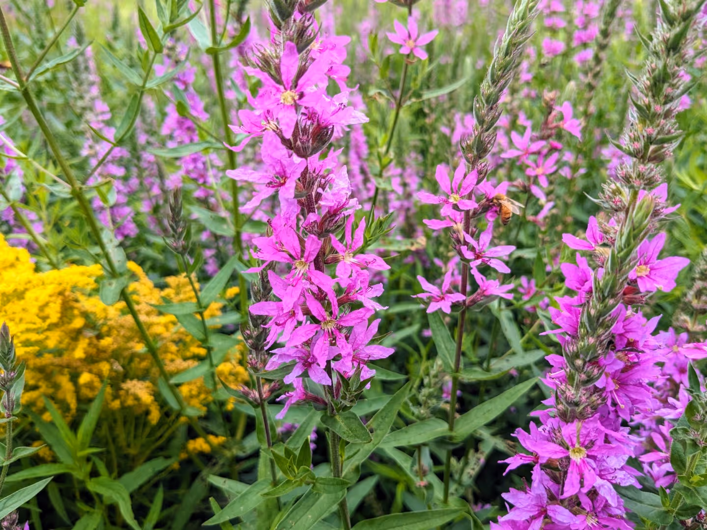 Rolling Ridge Grounds - flowers