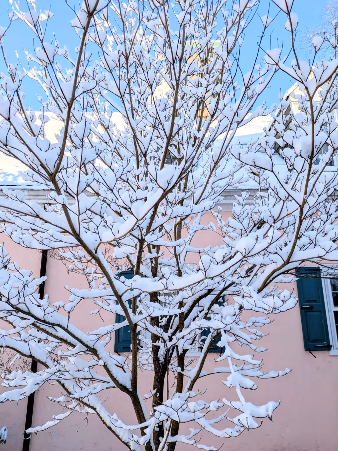 Tree with snow in Rolling Ridge courtyard
