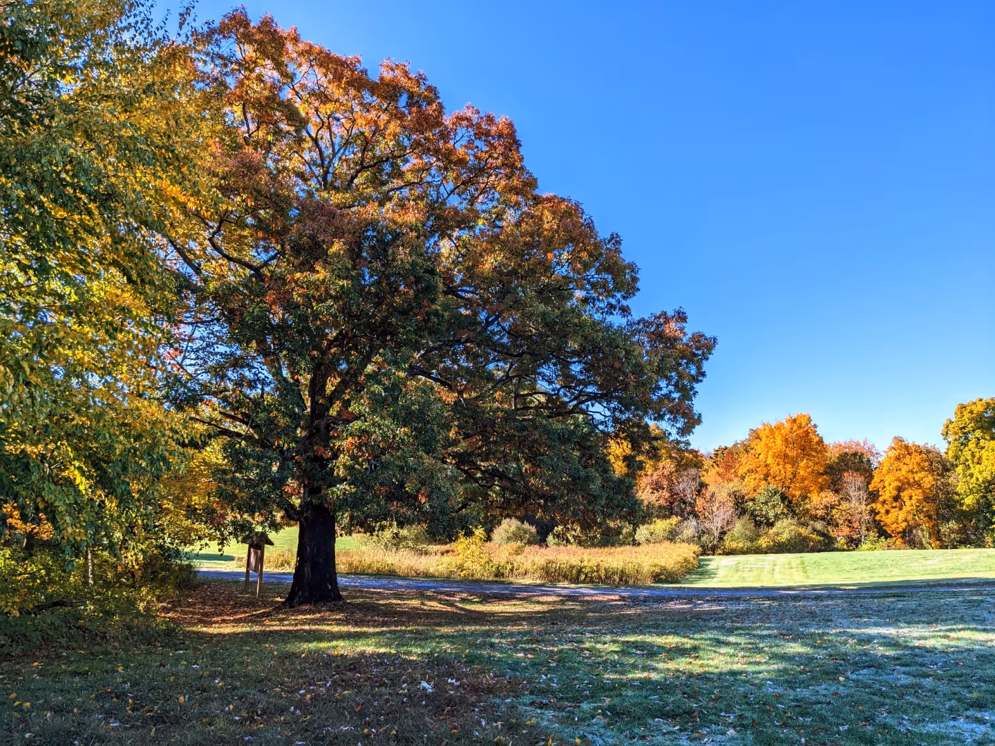 Rolling Ridge Great Lawn with Tree