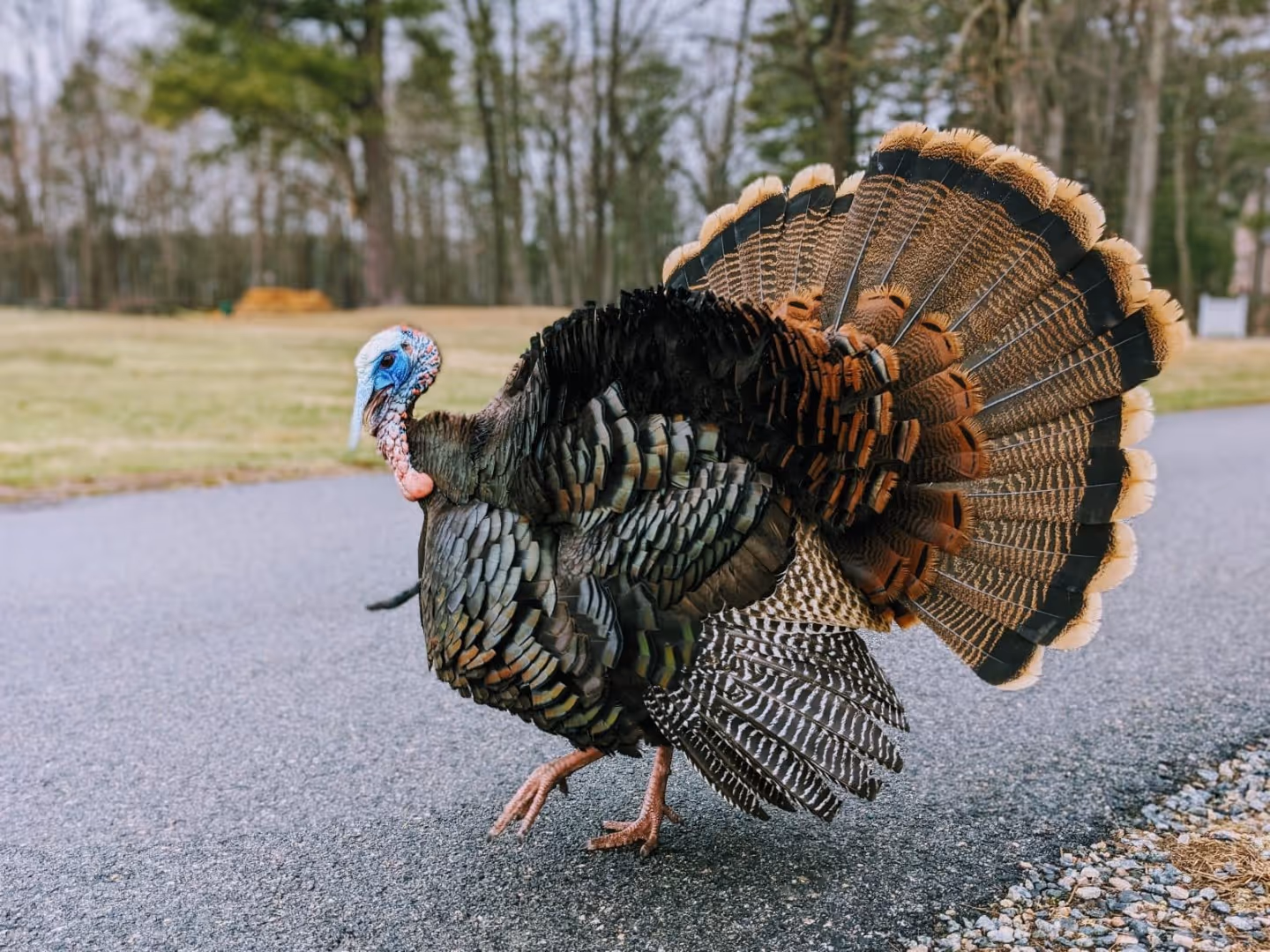 Turkey at Rolling Ridge
