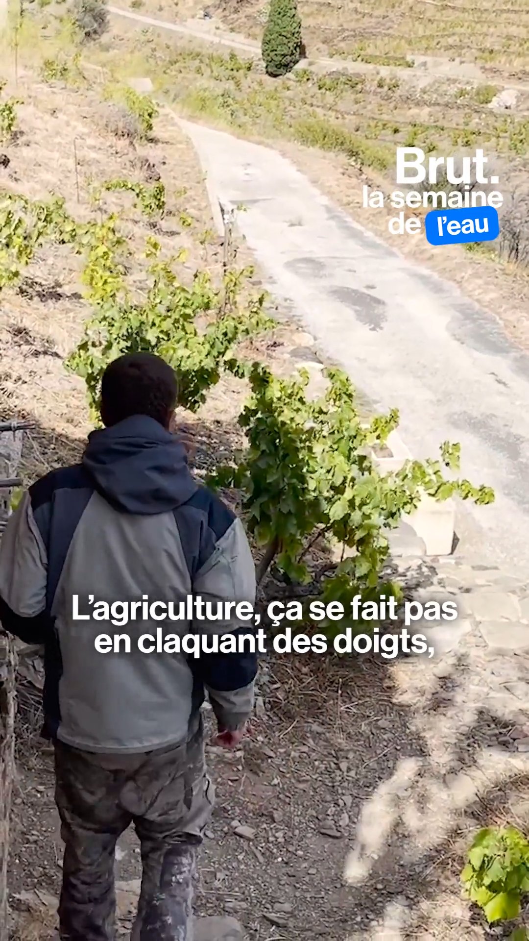 face-aux-secheresses-ce-viticulteur-bio-fait-pousser-des-cactus