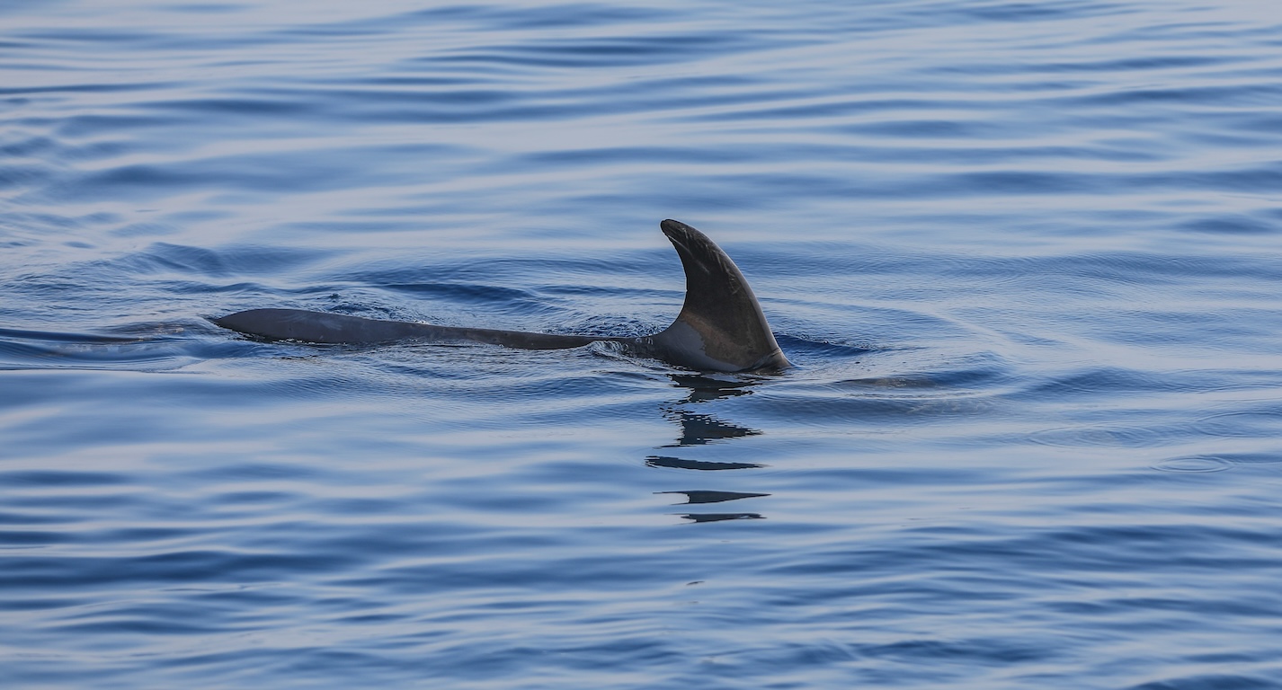 Polynésie: un enfant de sept ans subit de profondes morsures de requin