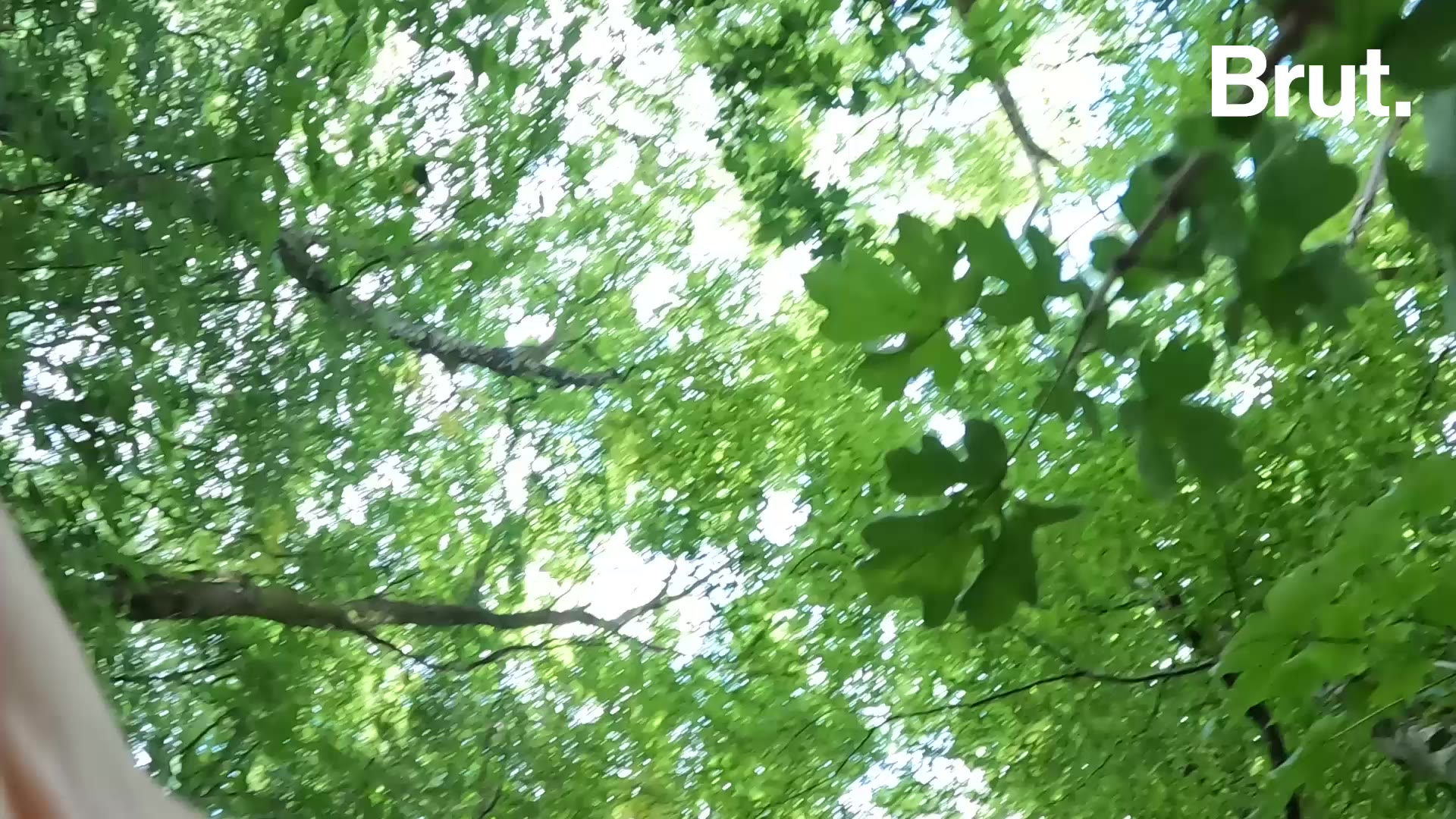 Cette caméra capture plein d'animaux derrière chez moi... elle m'explique leurs secrets