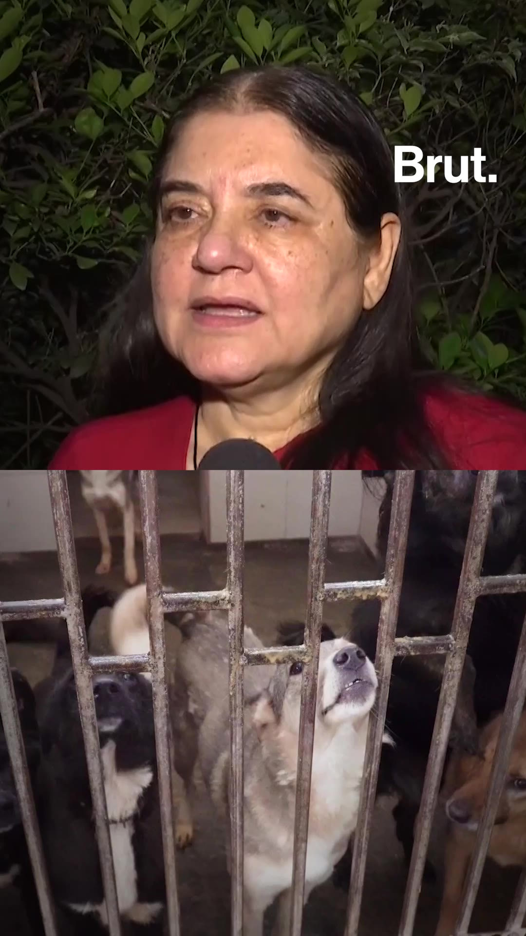 Maneka Gandhi on SC judgment on stray dogs