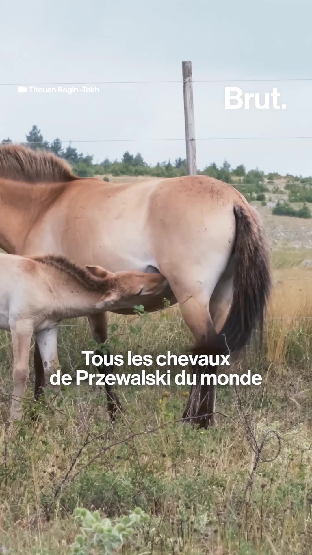 Ils protègent les chevaux de Przewalski depuis 30 ans. 