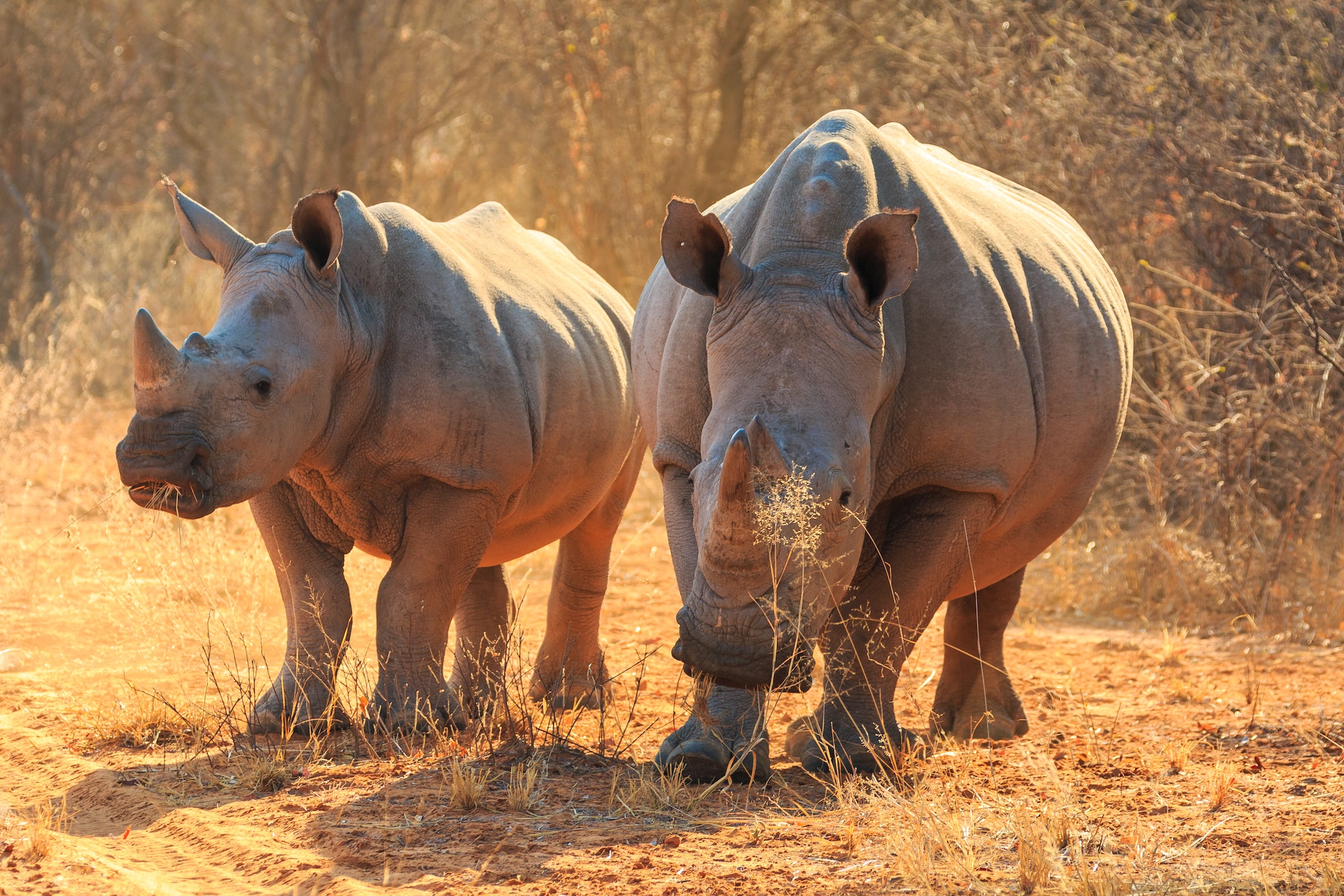 L'ex-plus grand éleveur de rhinocéros au monde arrêté pour trafic de cornes