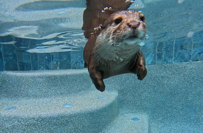 Une loutre entraînée à enquêter sur les disparitions