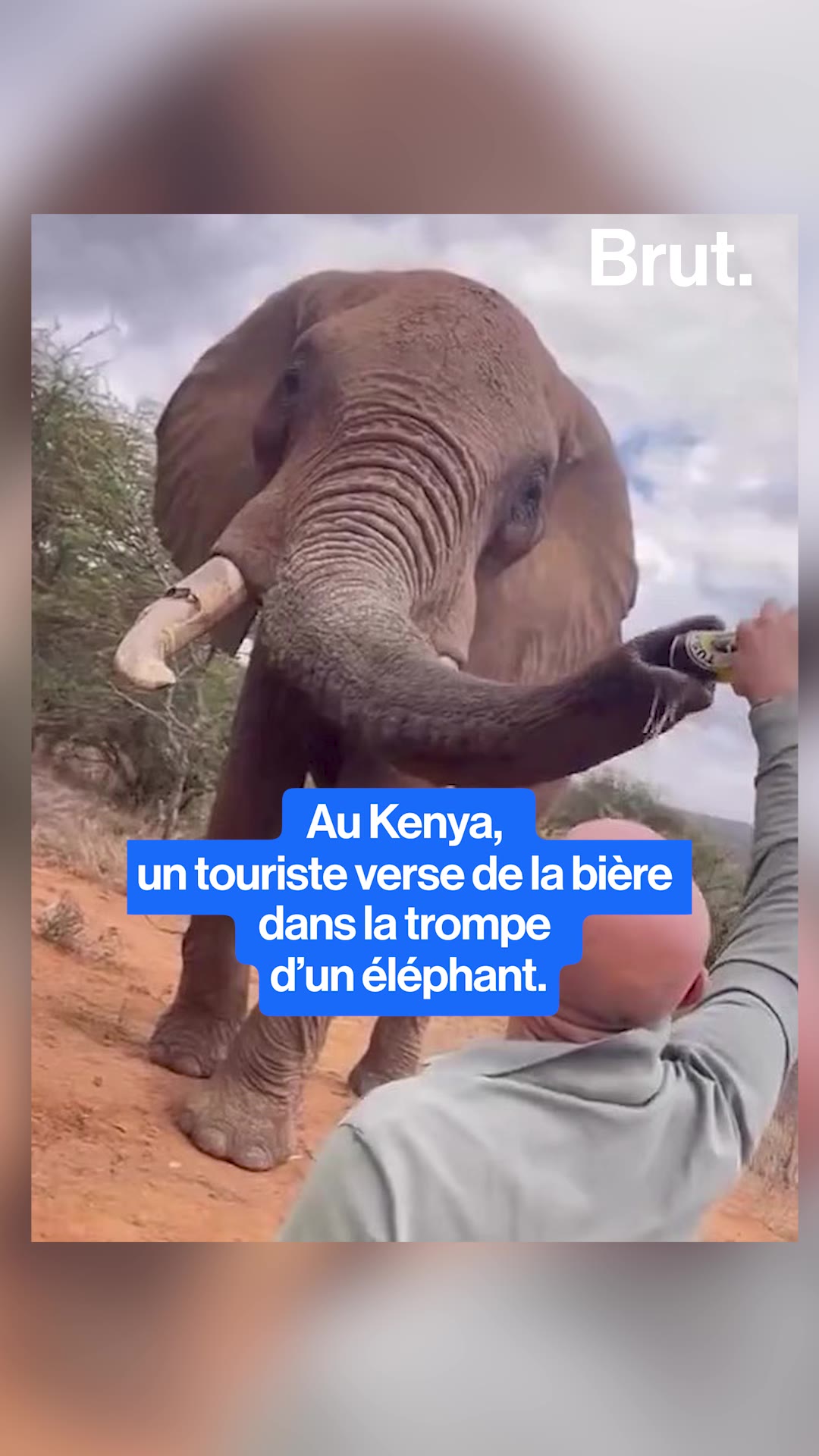 Kenya :  un touriste espagnol filmé versant une bière dans la trompe d’un éléphant