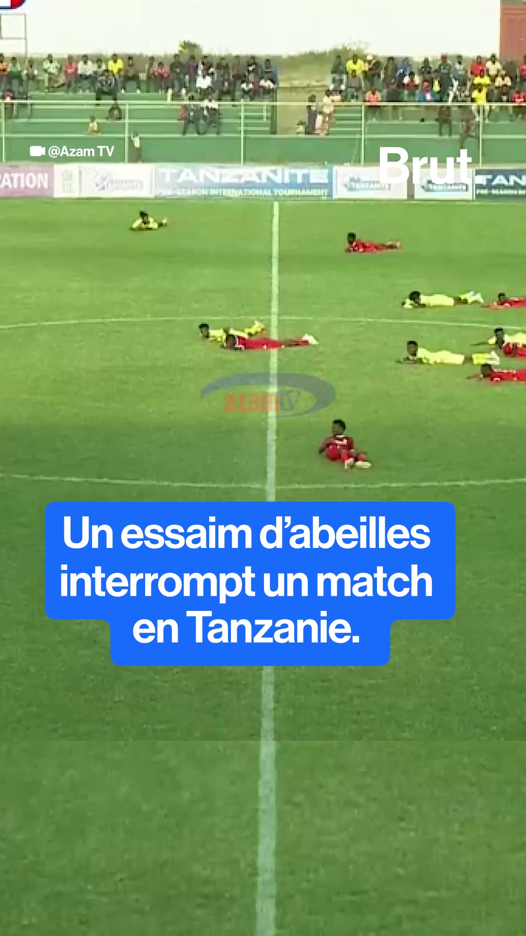 Un essaim d'abeilles interrompt un match en Tanzanie