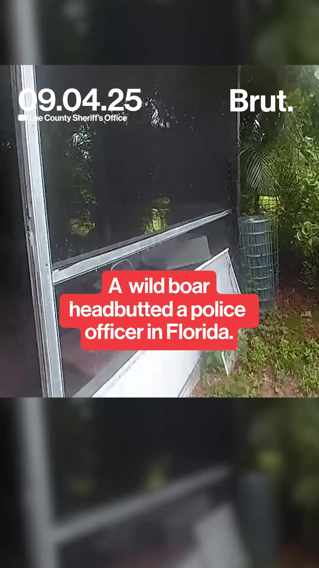 A wild boar head butted a police officer. 