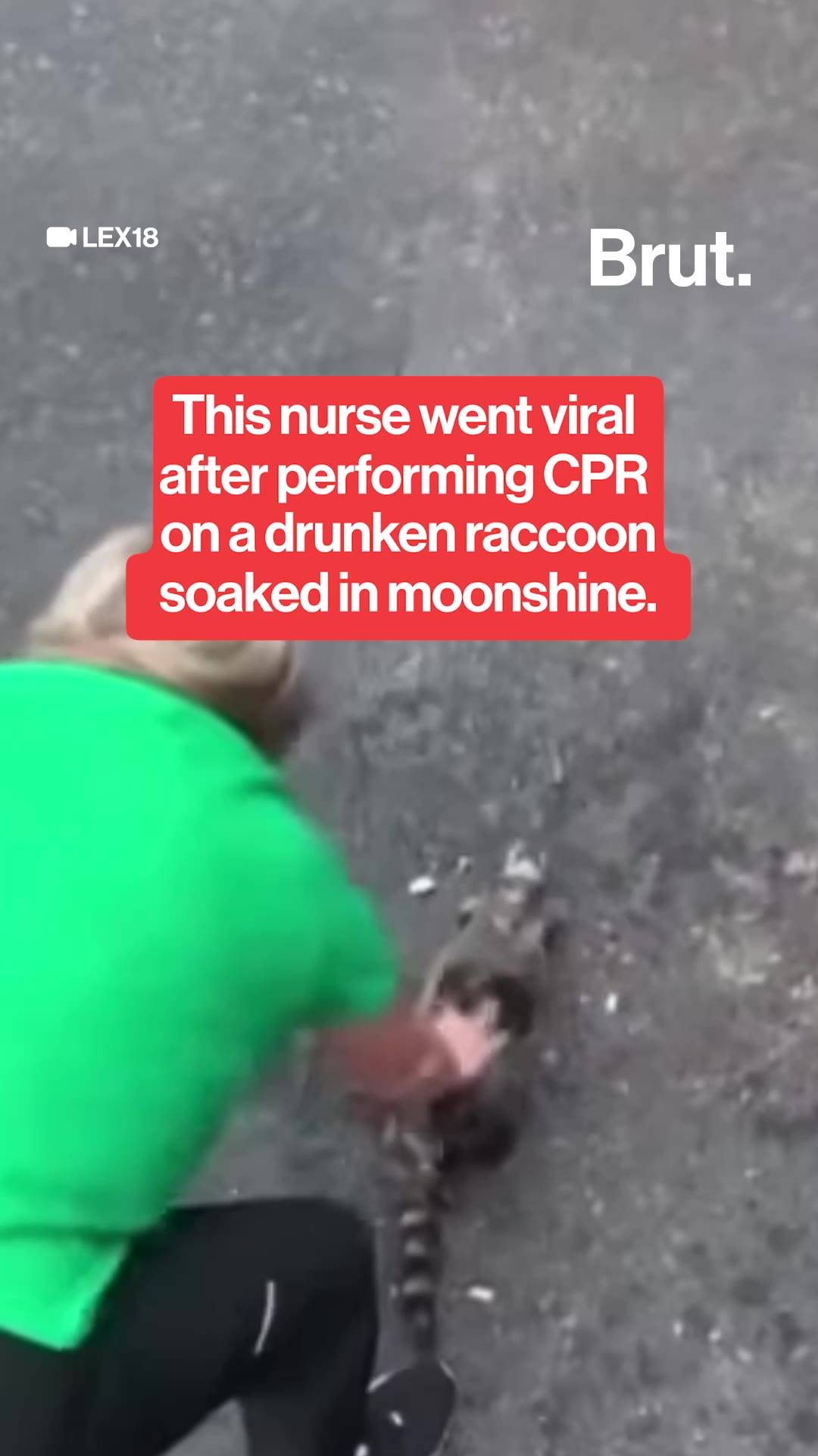 Nurse performs CPR on drunken raccoon