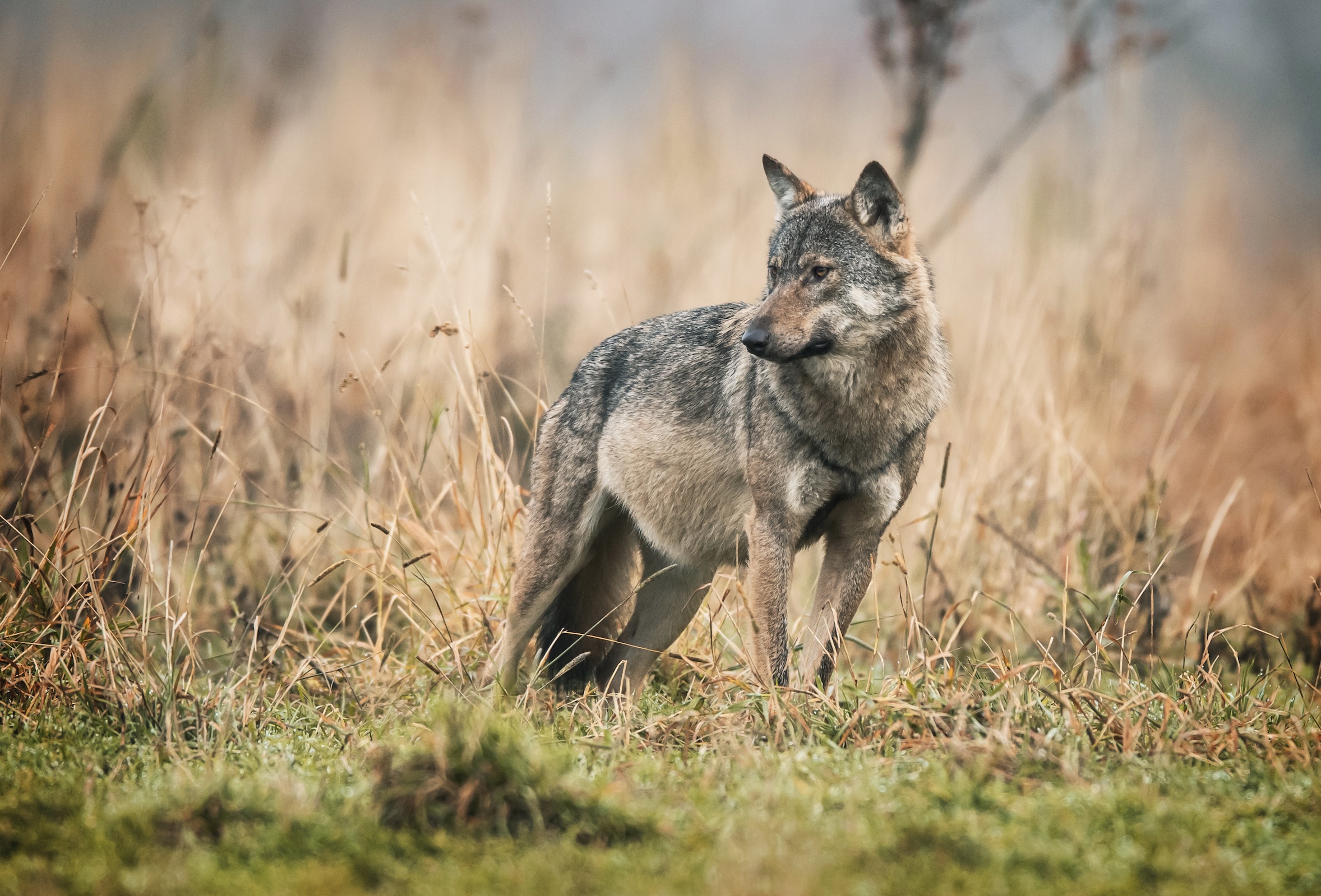 Grèce: une enfant de cinq ans blessée par un loup dans une station balnéaire