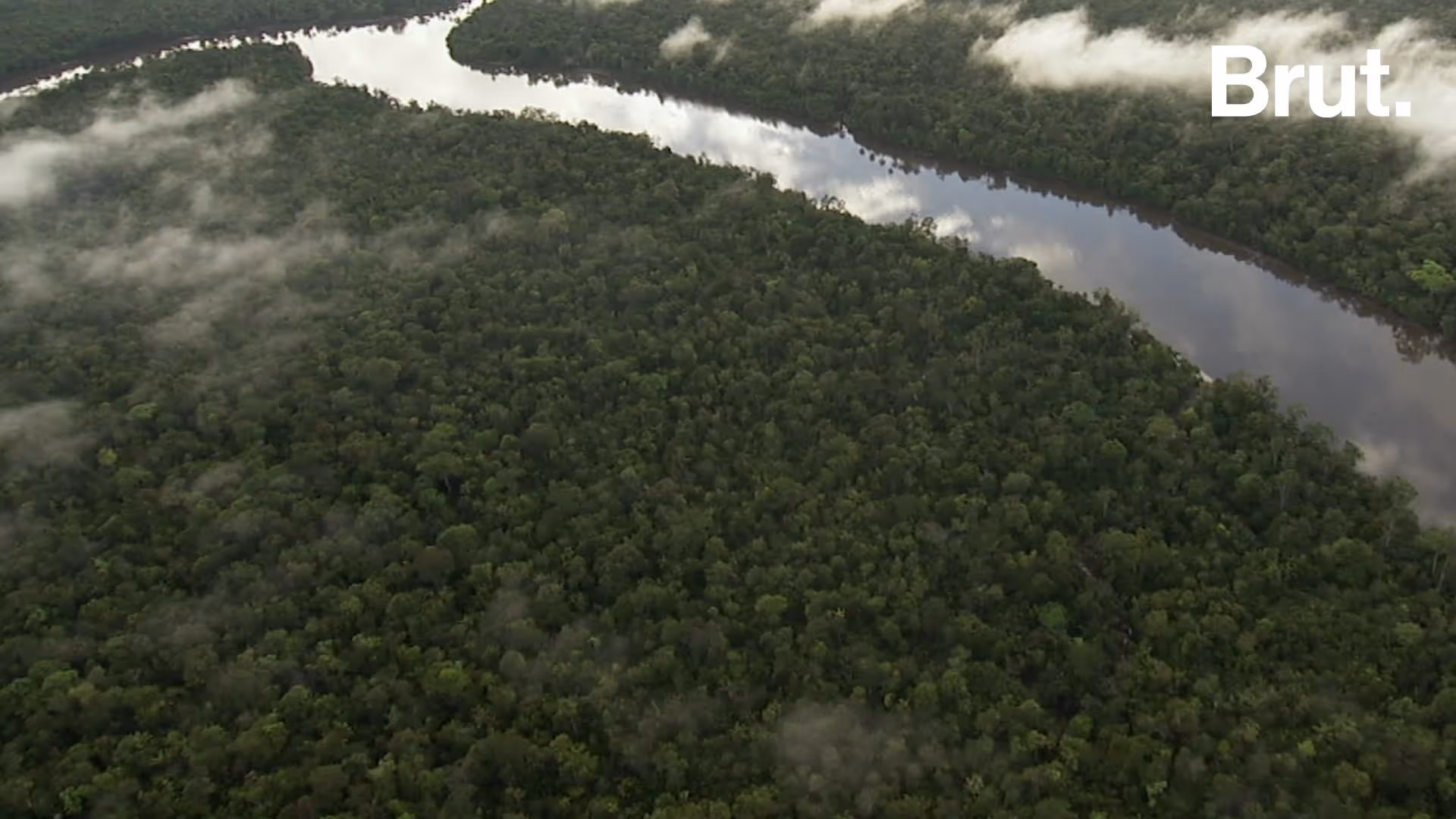 un-monde-sans-arbre-ca-ressemblerait-a-quoi