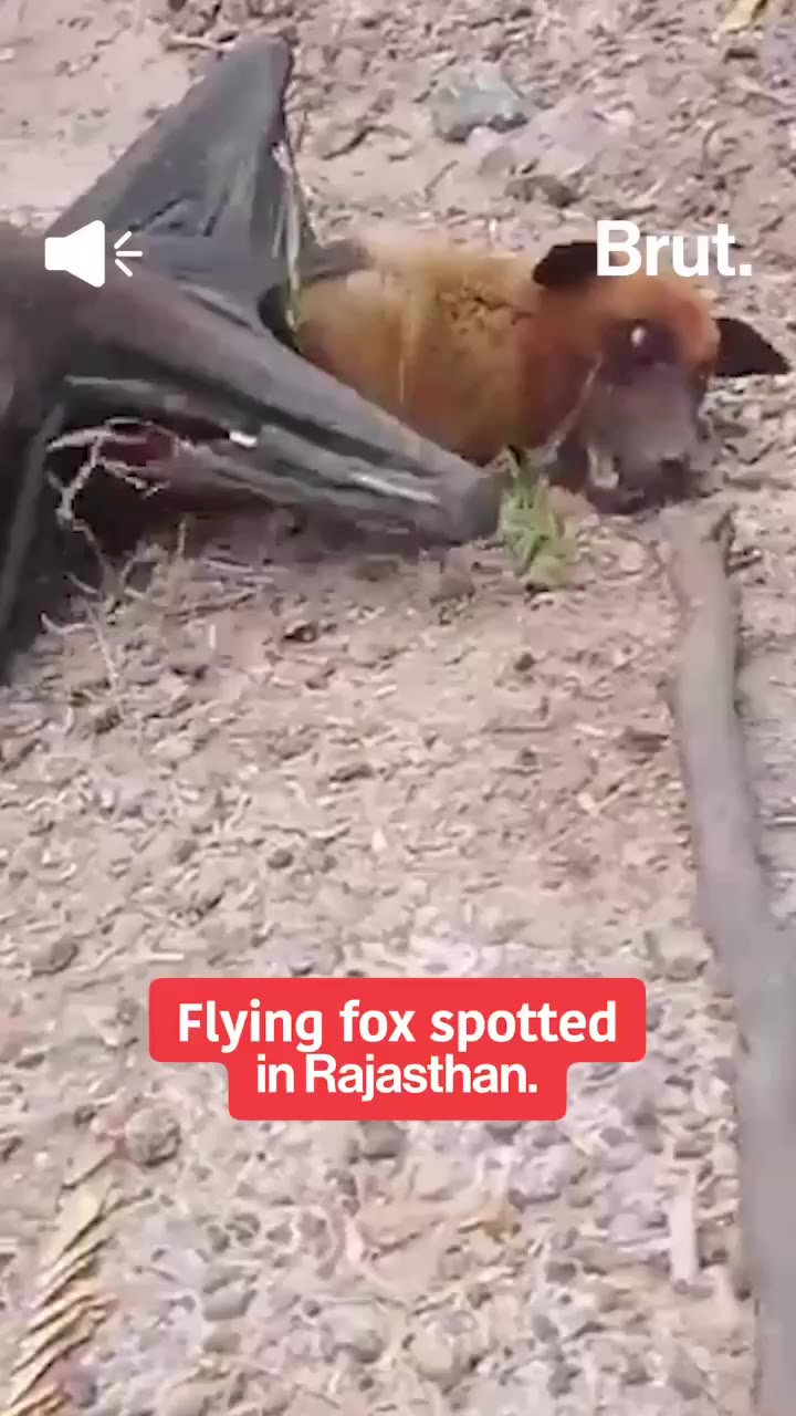 flying-fox-seen-in-rajasthan