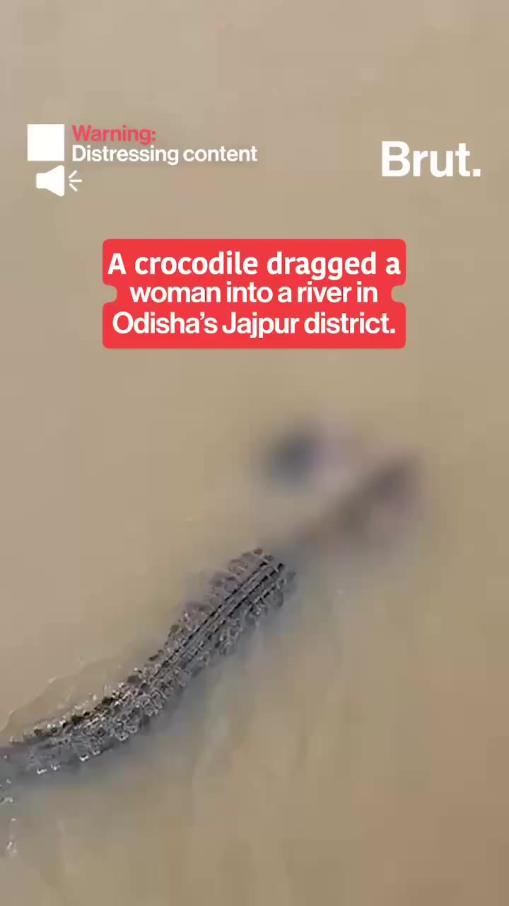 crocodile-drags-woman-in-odisha