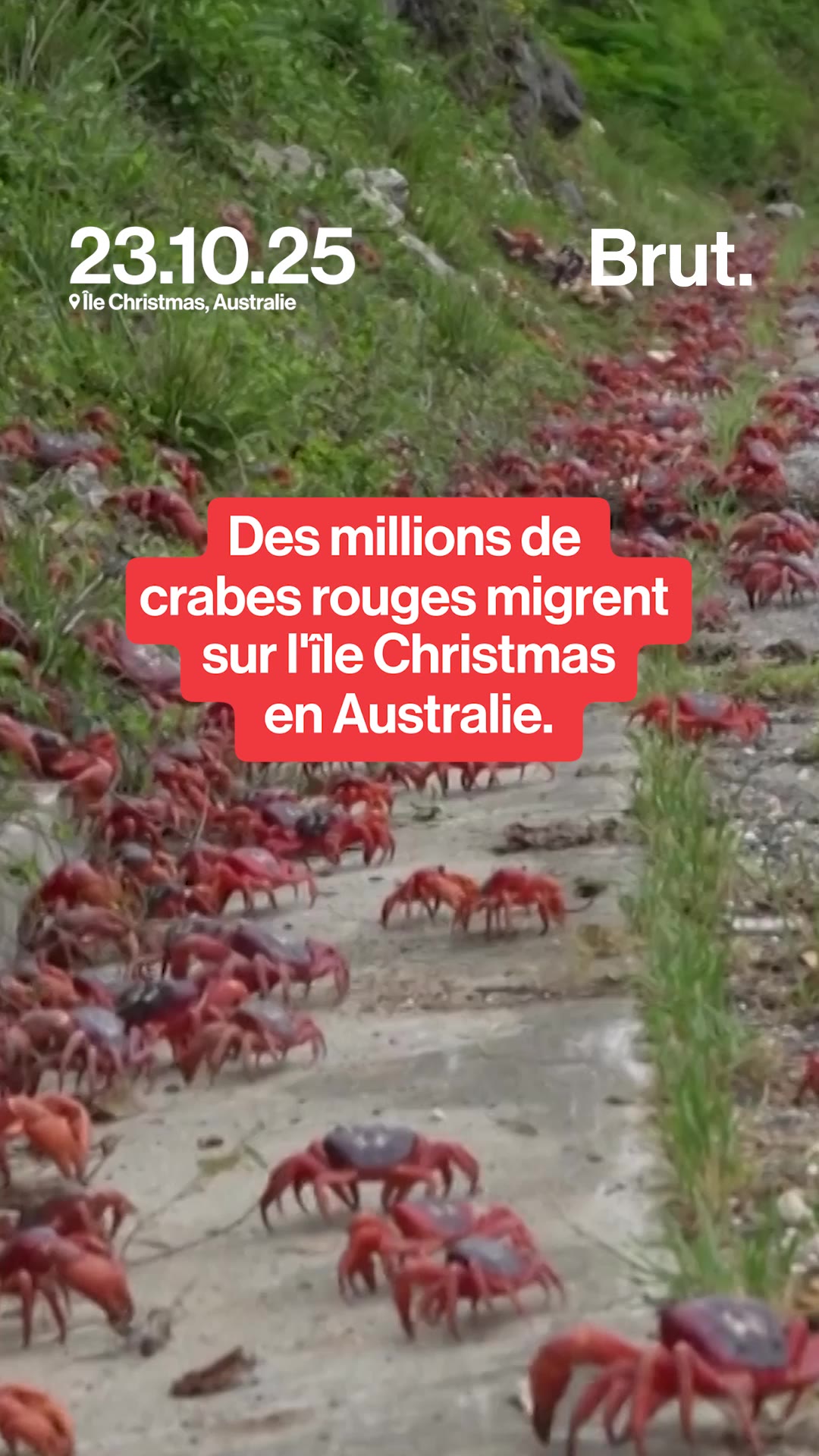 L'impressionnante migration des crabes rouges sur l'Île Christmas en Australie