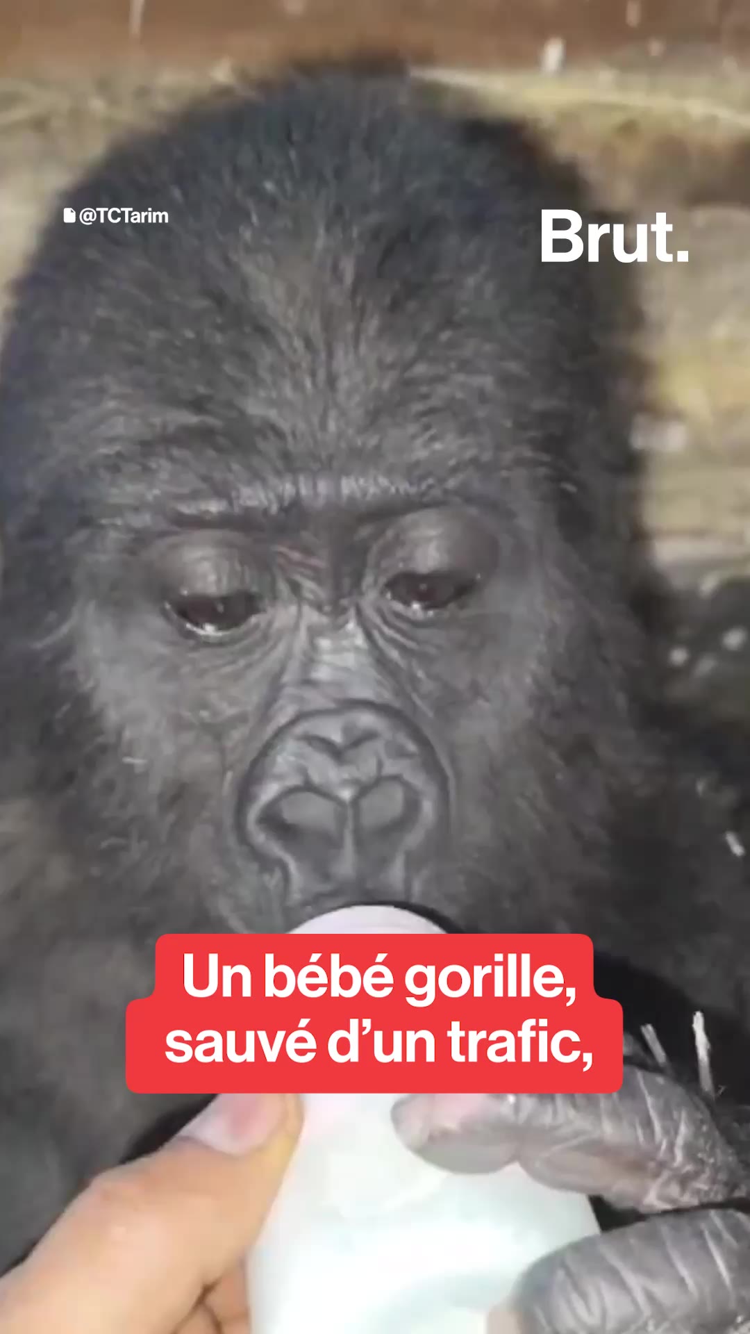 La Turquie refuse de renvoyer Zeytin, un bébé gorille sauvé d’un trafic, vers le Nigeria.